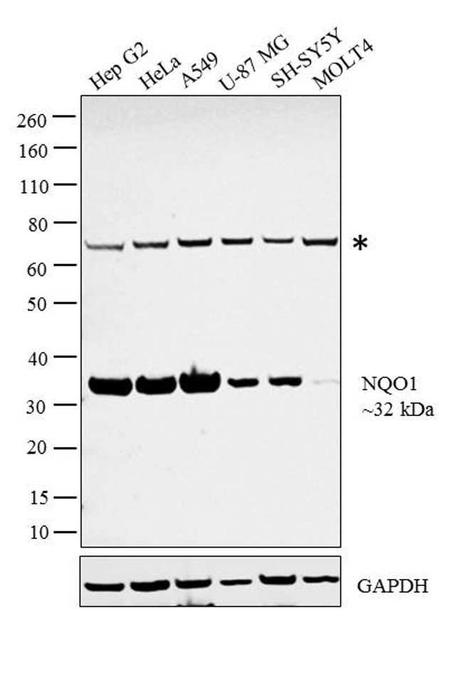 NQO1 Antibody