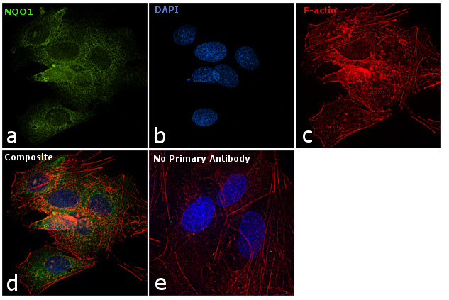 NQO1 Antibody in Immunocytochemistry (ICC/IF)