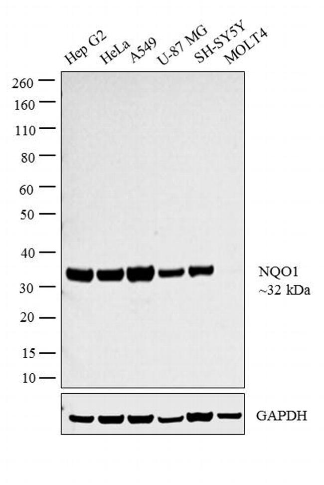 NQO1 Antibody in Western Blot (WB)