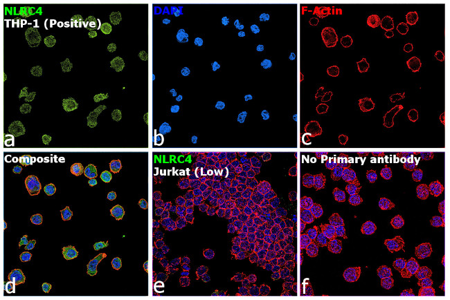 NLRC4 Antibody