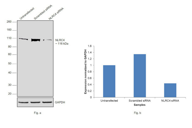 NLRC4 Antibody