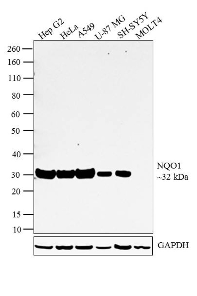 NQO1 Antibody