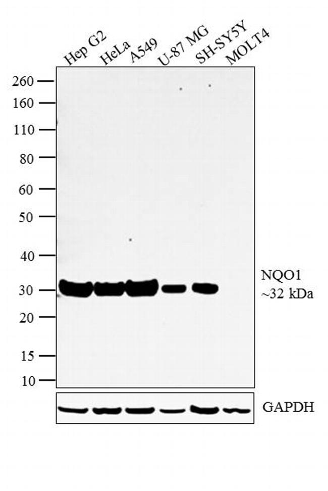 NQO1 Antibody in Western Blot (WB)