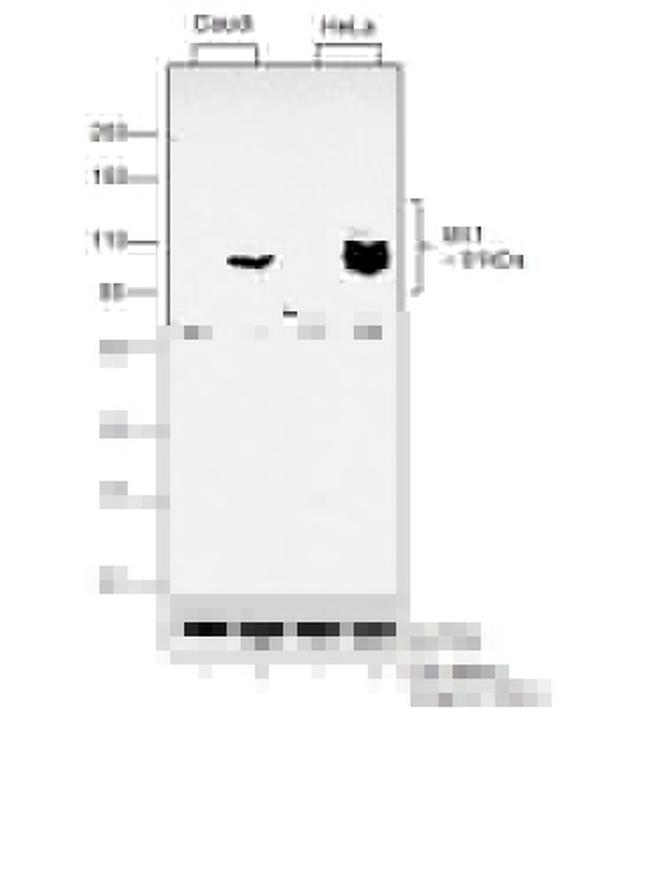 MX1 Antibody in Western Blot (WB)