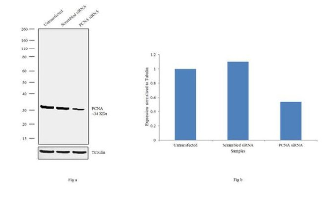 PCNA Antibody