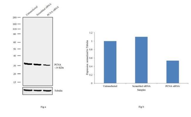 PCNA Antibody in Western Blot (WB)