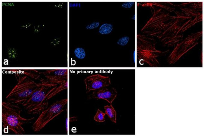 PCNA Antibody in Immunocytochemistry (ICC/IF)