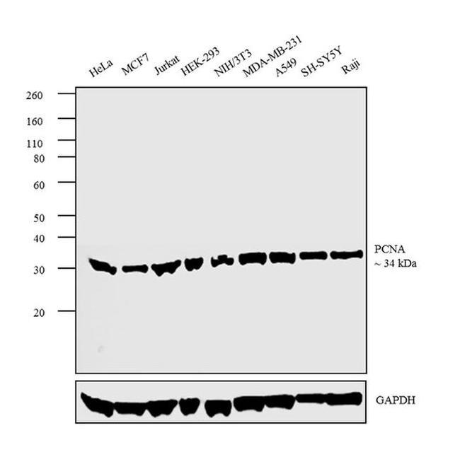 PCNA Antibody in Western Blot (WB)