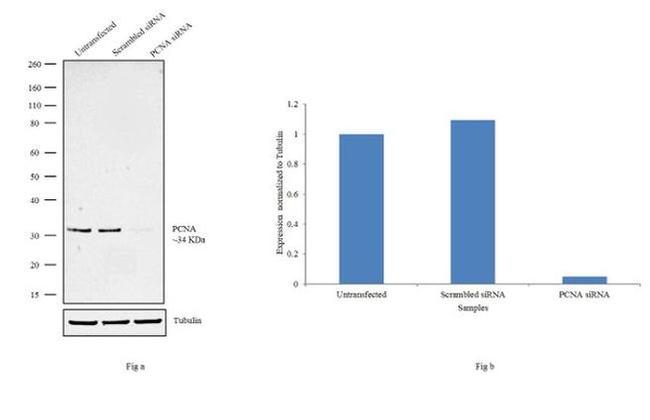 PCNA Antibody in Western Blot (WB)