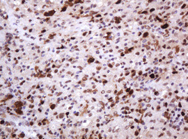 PCNA Antibody in Immunohistochemistry (Paraffin) (IHC (P))