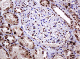 PCNA Antibody in Immunohistochemistry (Paraffin) (IHC (P))