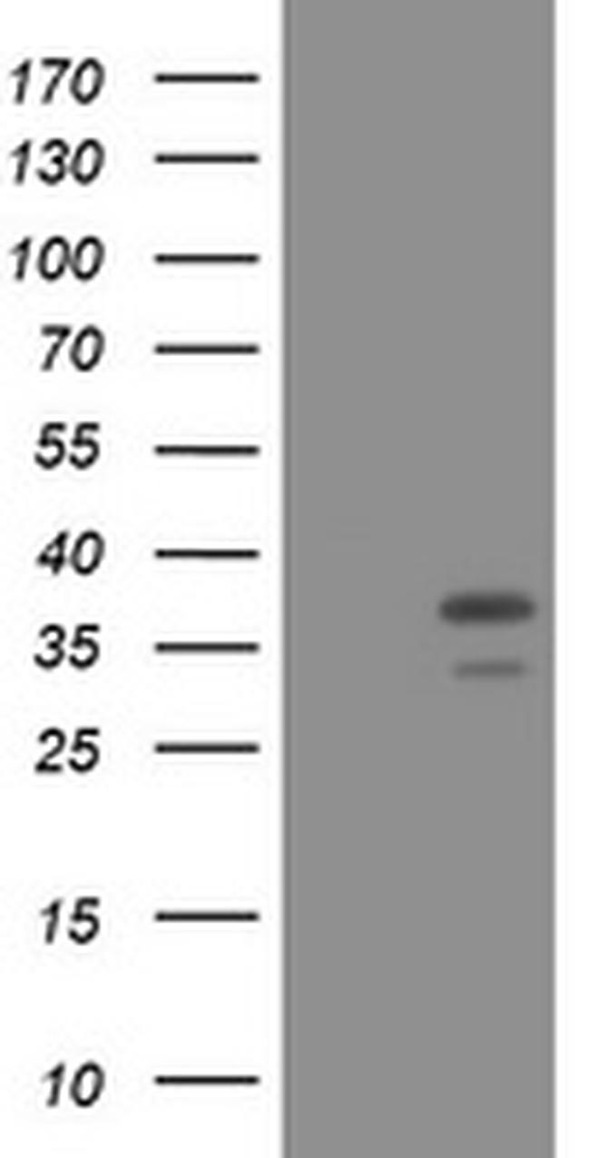 PCNA Antibody in Western Blot (WB)