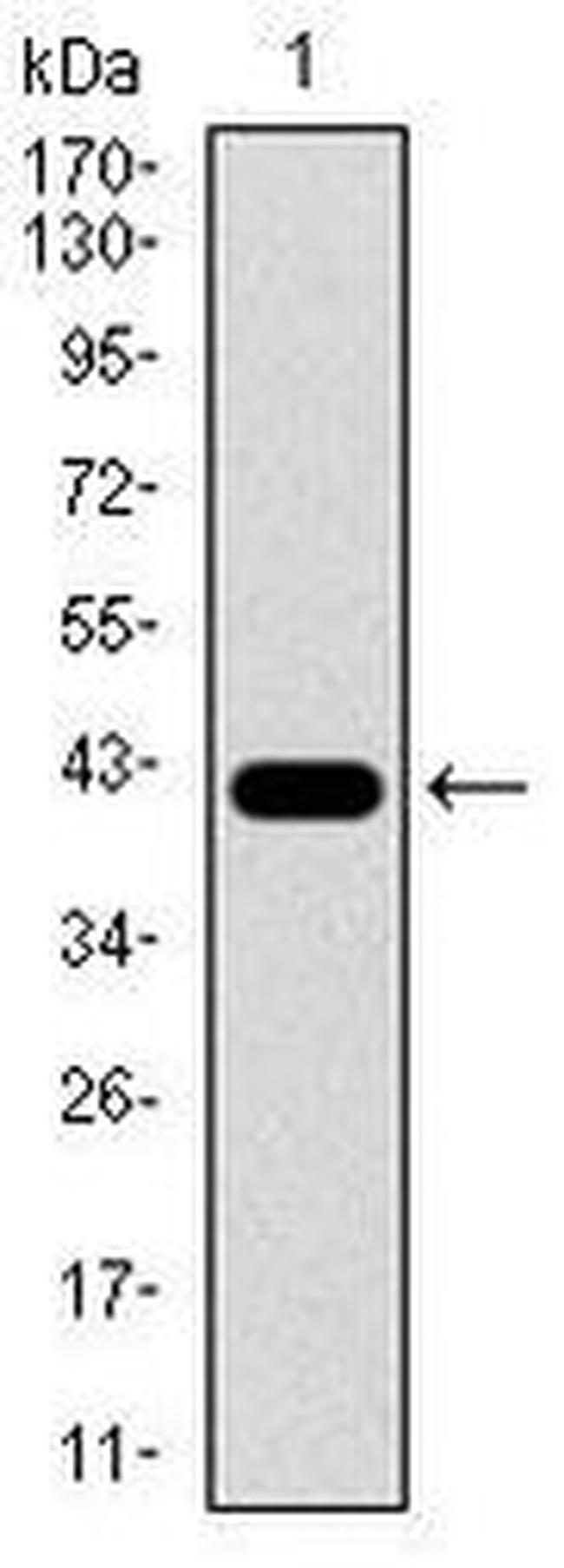 PCNA Antibody in Western Blot (WB)