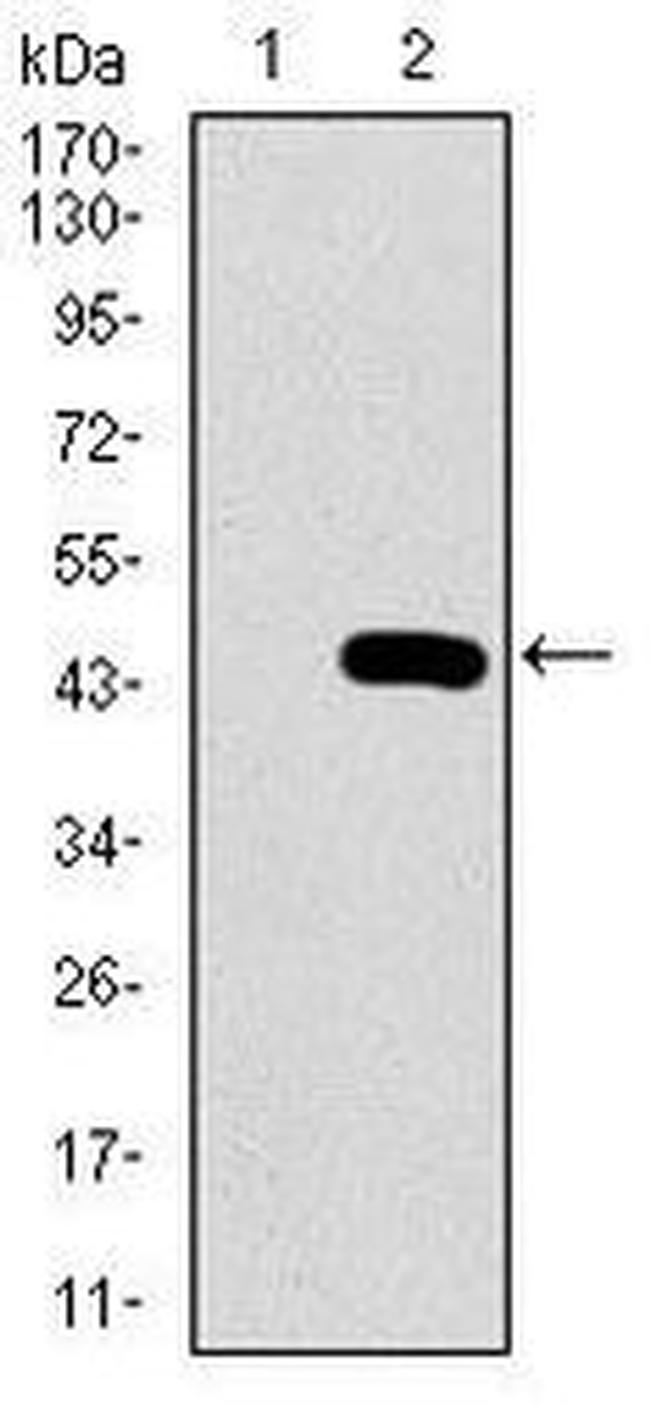 PCNA Antibody in Western Blot (WB)