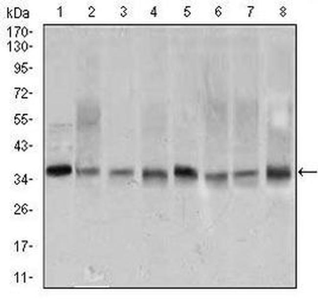 PCNA Antibody in Western Blot (WB)