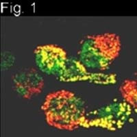 Prolactin Receptor Antibody in Immunocytochemistry (ICC/IF)