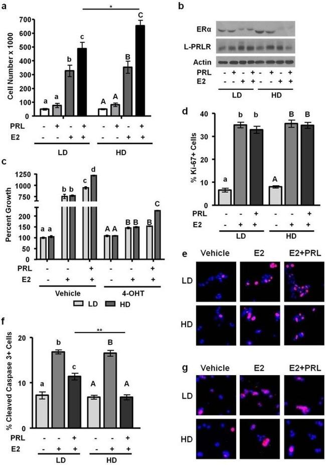 Prolactin Receptor Antibody in Western Blot (WB)