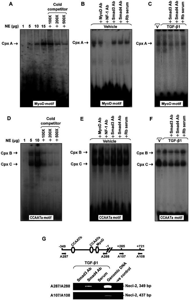 SMAD3 Antibody in Immunoprecipitation (IP)