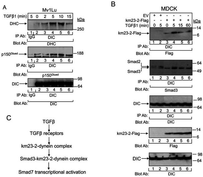 SMAD3 Antibody in Western Blot (WB)