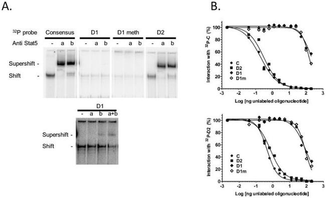 STAT5 alpha Antibody in Gel Shift (GS)