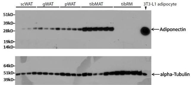 alpha Tubulin Antibody in Western Blot (WB)