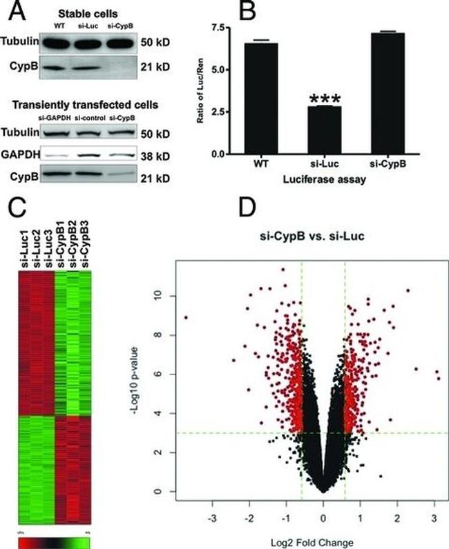 alpha Tubulin Antibody in Western Blot (WB)