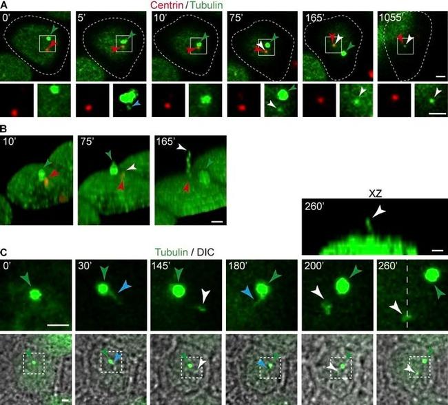 alpha Tubulin Antibody in Immunocytochemistry (ICC/IF)