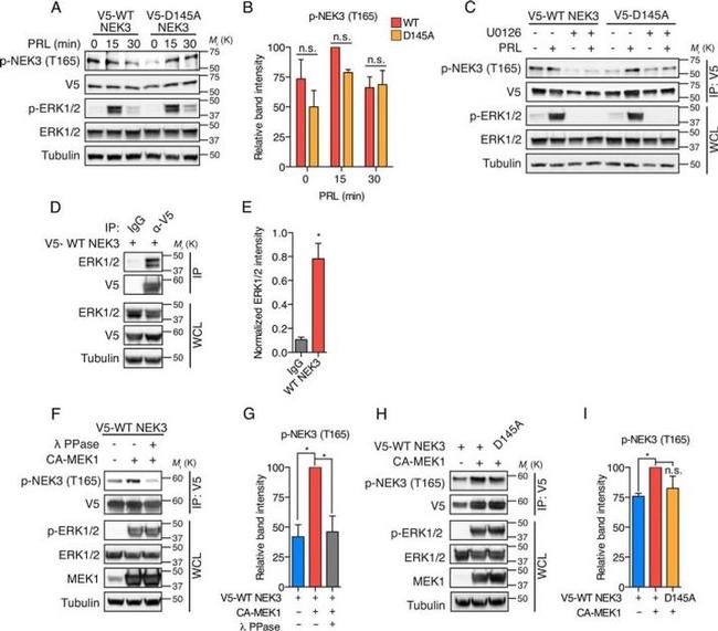 alpha Tubulin Antibody in Western Blot (WB)