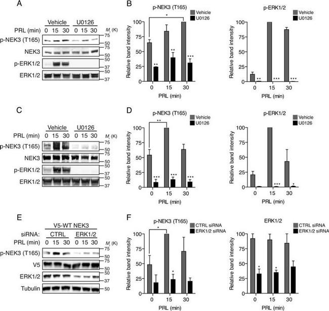 alpha Tubulin Antibody in Western Blot (WB)