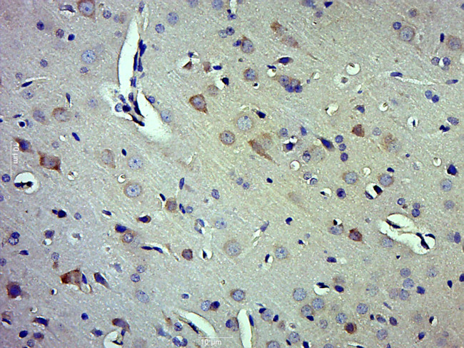 Caspase-1 P10 Antibody in Immunohistochemistry (Paraffin) (IHC (P))