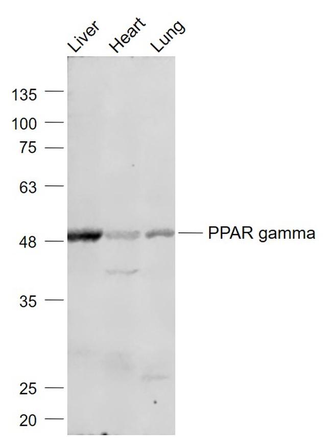 PPAR gamma Antibody in Western Blot (WB)