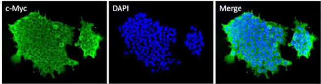 c-Myc Antibody in Immunocytochemistry (ICC/IF)