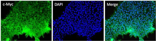 c-Myc Antibody in Immunocytochemistry (ICC/IF)