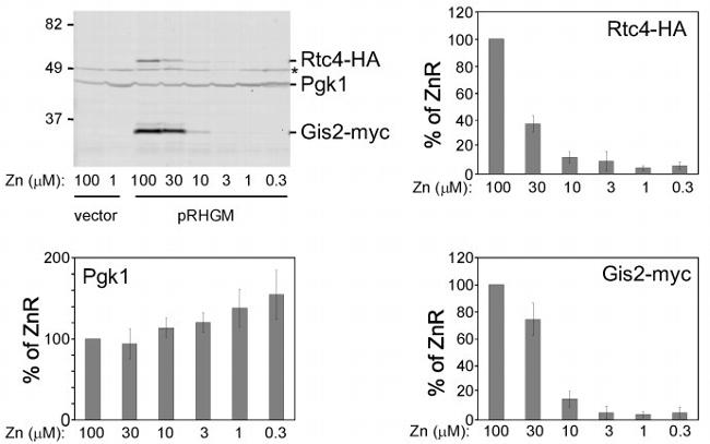 c-Myc Antibody in Western Blot (WB)