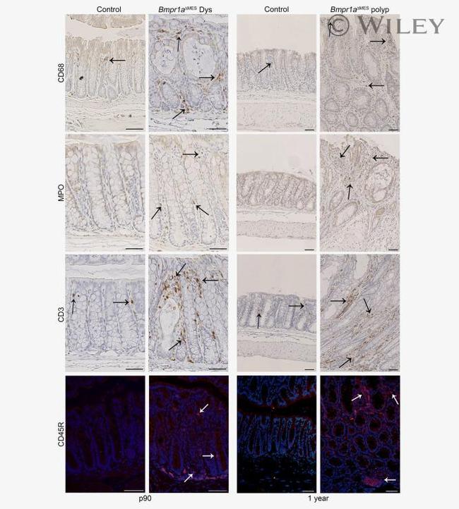 CD45R (B220) Antibody in Immunohistochemistry (IHC)