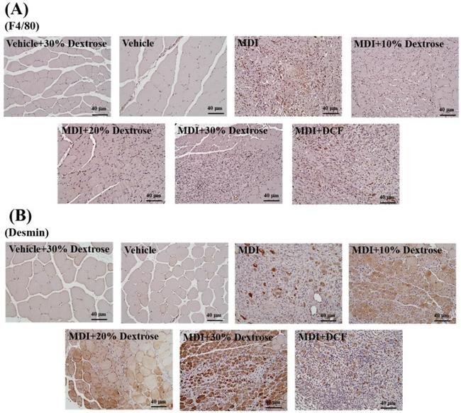 F4/80 Antibody in Immunohistochemistry (Paraffin) (IHC (P))