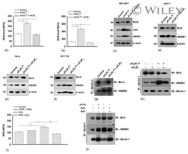 Bcl-2 Antibody in Western Blot (WB)