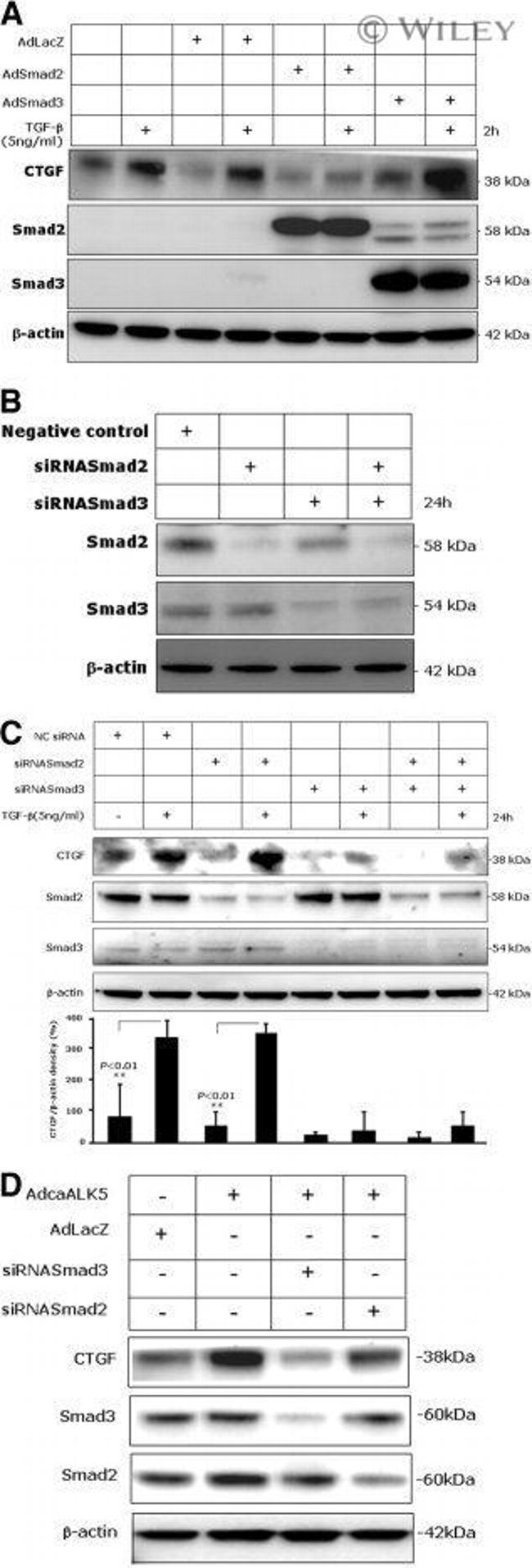 SMAD3 Antibody in Western Blot (WB)