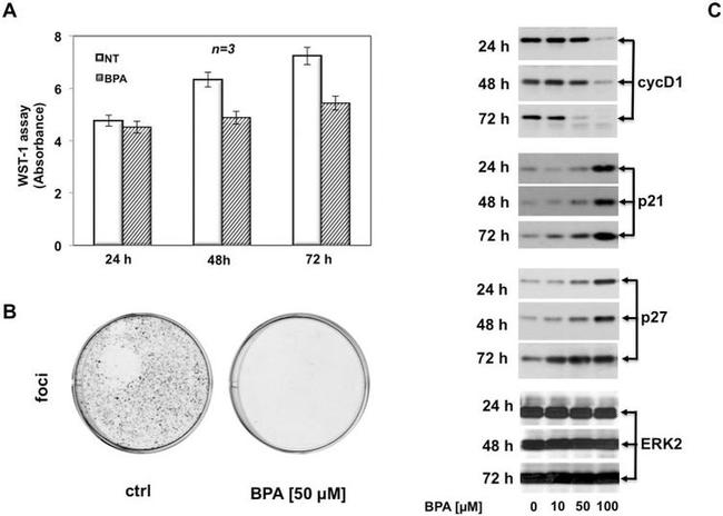 Cyclin D1 Antibody in Western Blot (WB)