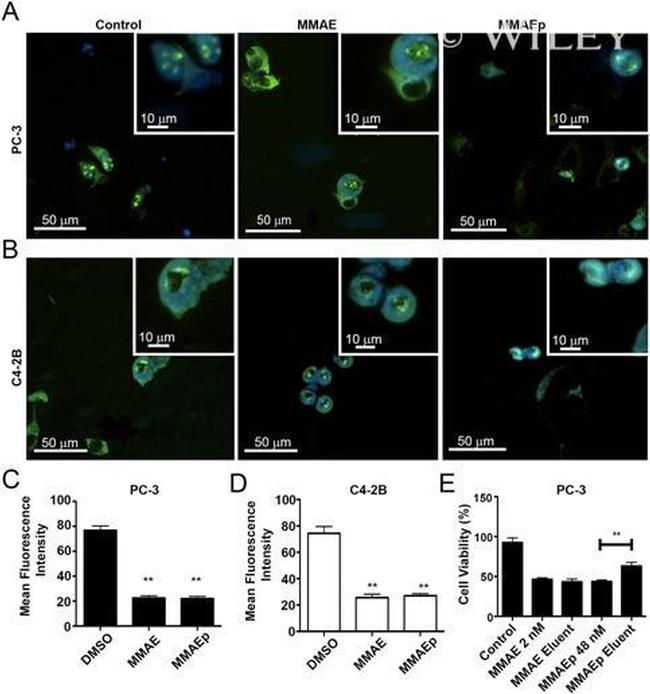 alpha Tubulin Antibody in Immunocytochemistry (ICC/IF)