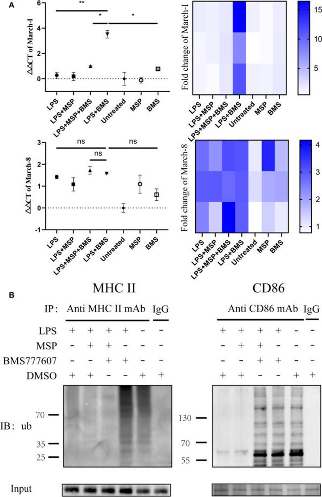 MHC Class II (I-A/I-E) Antibody in Western Blot, Immunoprecipitation (WB, IP)