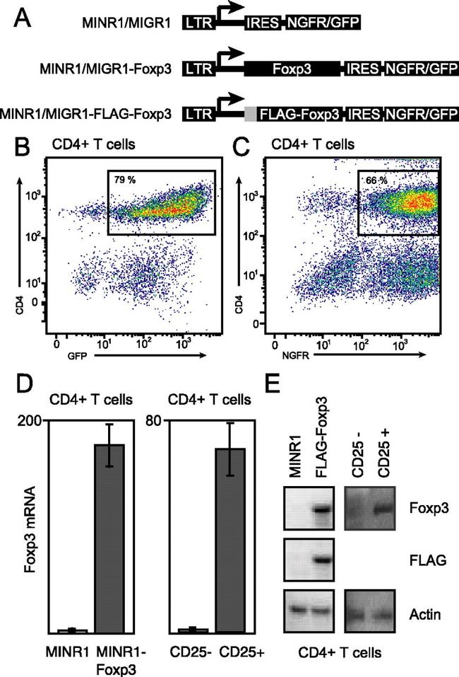 FOXP3 Antibody in Western Blot (WB)