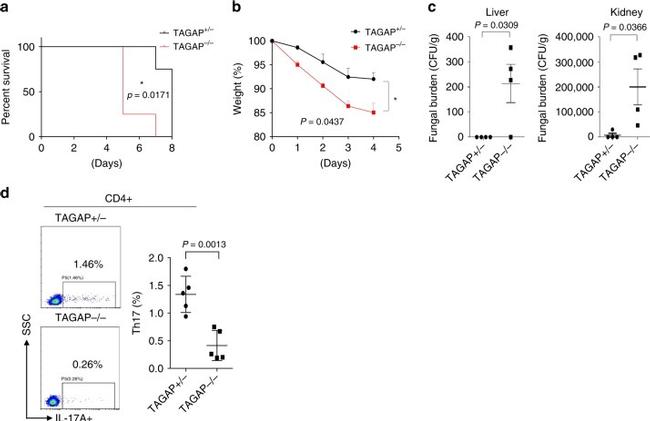 IFN gamma Antibody in Flow Cytometry (Flow)