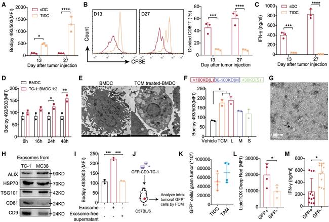 IFN gamma Antibody in ELISA (ELISA)