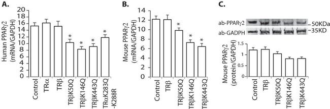 PPAR gamma Antibody in Western Blot (WB)