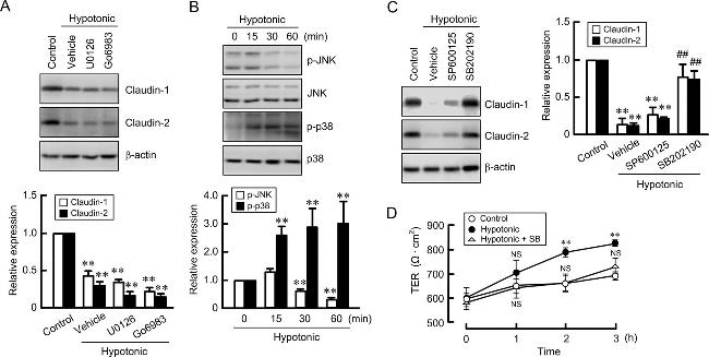 Claudin 1 Antibody in Western Blot (WB)