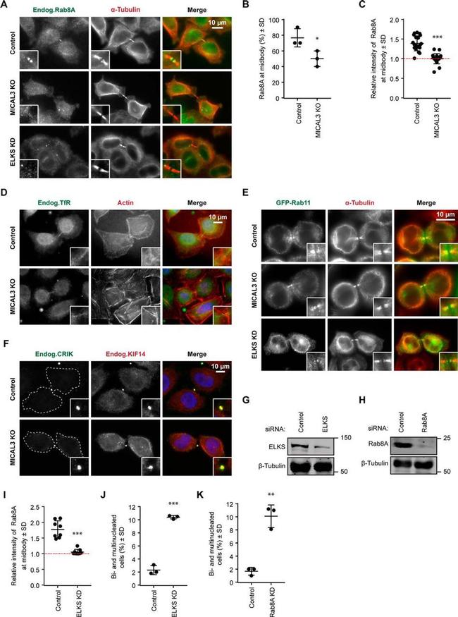 alpha Tubulin Antibody in Immunocytochemistry (ICC/IF)