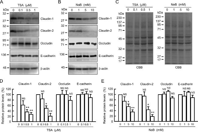 Claudin 1 Antibody in Western Blot (WB)