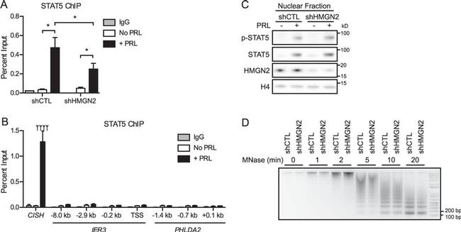 Phospho-STAT5 alpha (Tyr694) Antibody in Western Blot (WB)