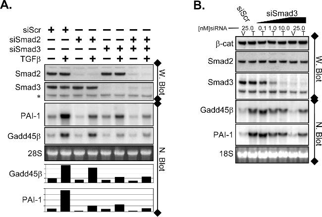 SMAD3 Antibody in Western Blot (WB)